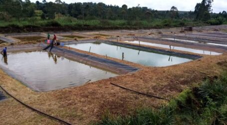Tips on how to be successful in Tilapia farming.