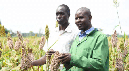 How to grow sorghum and know the different varietys