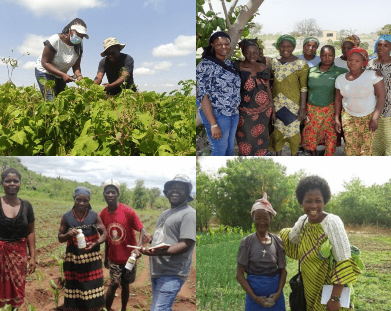 The researchers shared their farmer testimonials and photos from the field