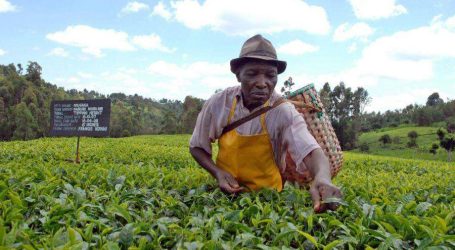 Tea Farmers receive their payment from KTDA