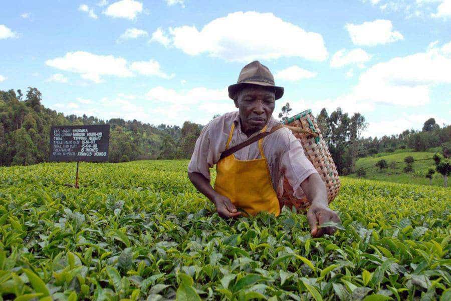 Tea farmers receive payment from the KTDA