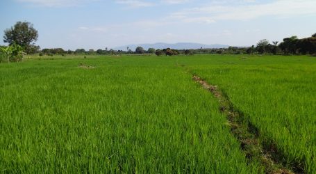New breed of Rice in Mwea ‘growing’ food security
