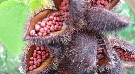 How to grow Bixa