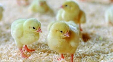 Poultry farming boost in Kisumu county