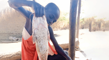How the Maasai  have taken up fish  farming